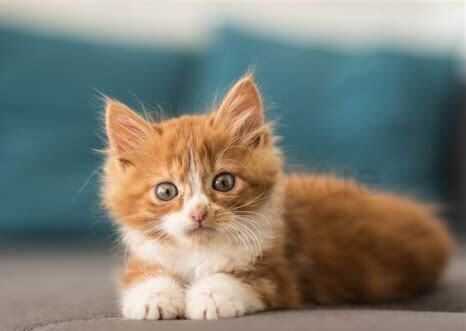 小猫怎么养才听话 小猫怎么养才听话