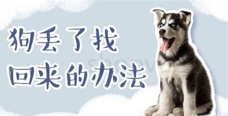 不让养狗了怎么办