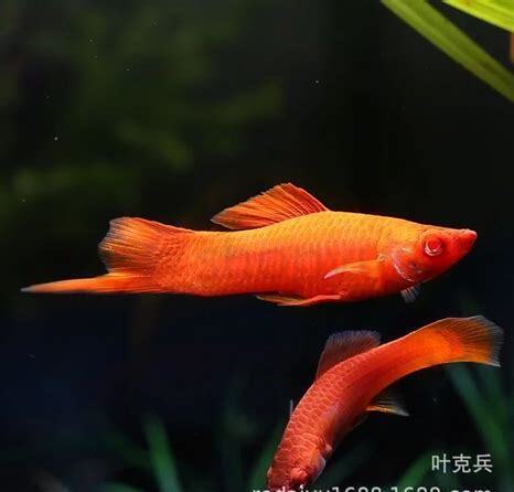 怎么养红箭鱼才能繁殖出小鱼