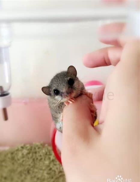 宠物鼠怎么养