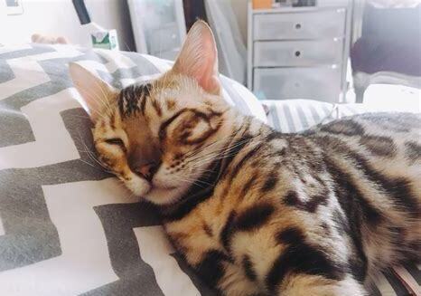 养公猫怎么养