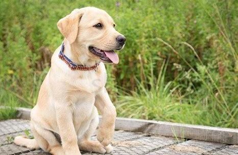怎么养拉不拉多犬