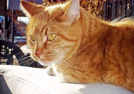 美短虎斑猫如何养,虎斑猫 怎么养 美短虎斑猫如何养,虎斑猫 怎么养