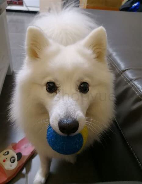 怎么养银狐犬 怎么养银狐犬