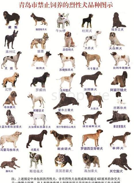 怎么养禁养犬