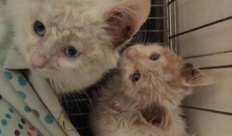 捡的猫怎么养