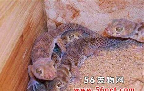 什么是伊犁沙虎,带你了解伊犁沙虎的习性特征与喂养等