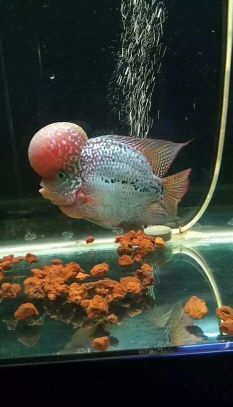 怎么养罗汉