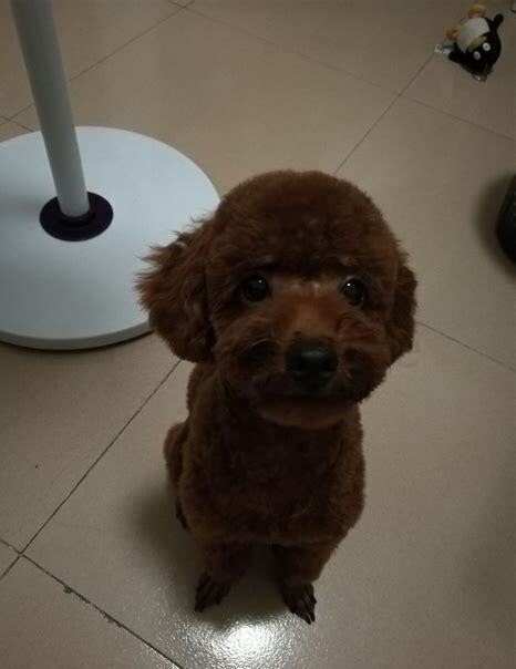 一泰迪怎么养