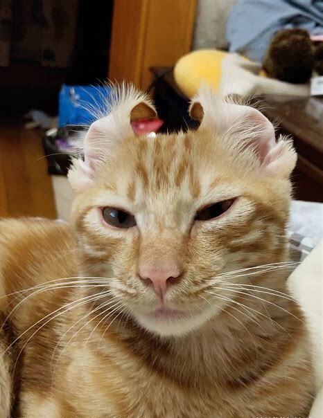 花猫怎么养胖