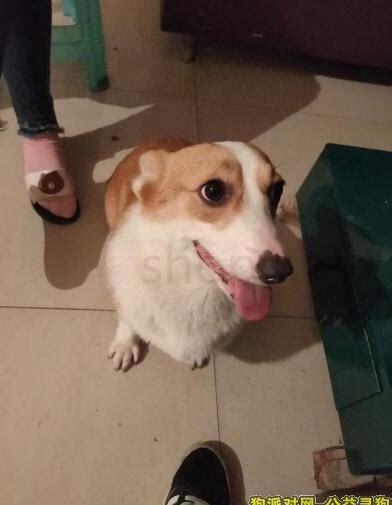 捡的狗怎么养 捡的狗怎么养