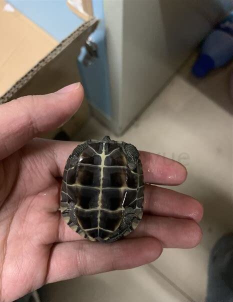 养龟怎么换水好