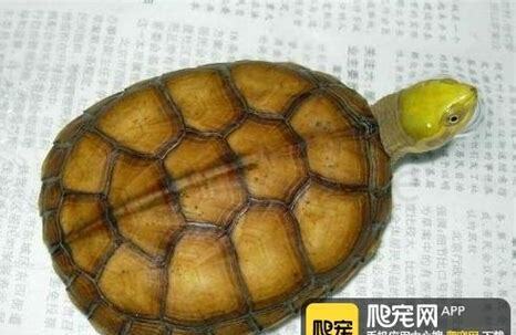 黄喉龟怎么养黄