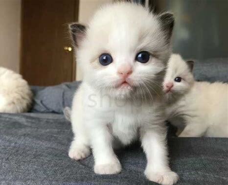 刚出的小猫怎么养