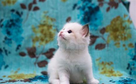 满月的猫怎么养 满月的猫怎么养