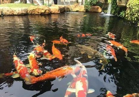 养锦鲤的水怎么养鱼