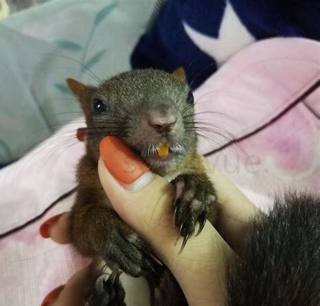 松鼠是怎么养的