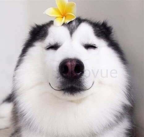 哈吤养殖