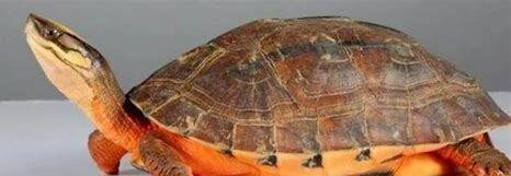 养金钱龟怎么养