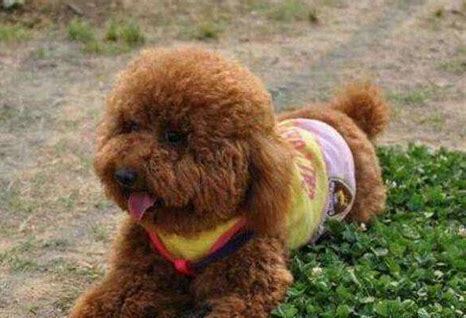 迪泰犬怎么养