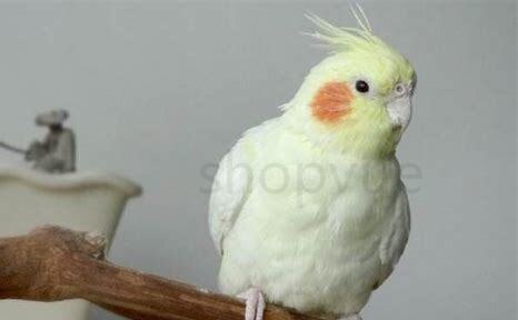 鹦鹉鸟怎么养殖