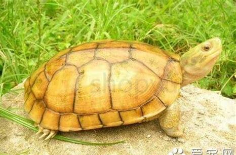 怎么养黄喉龟 怎么养黄喉龟