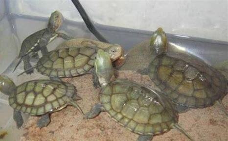 冬天的乌龟怎么养