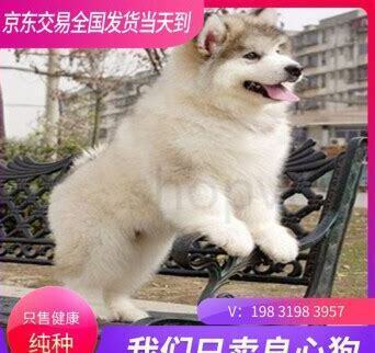 巨型阿拉斯怎么养