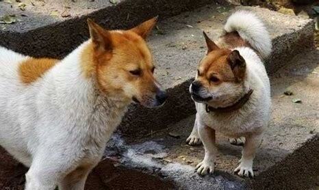中华田园犬怎么养关着还是放养