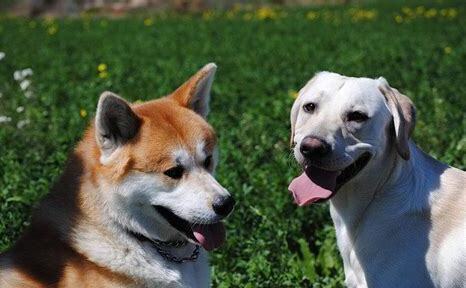 秋田犬 怎么养