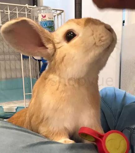 买的兔子怎么养