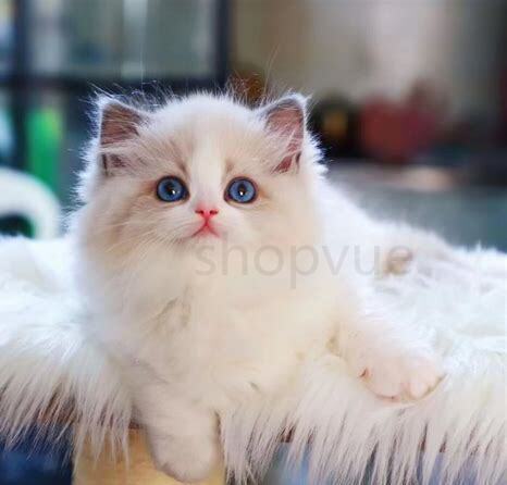 猫仔怎么养