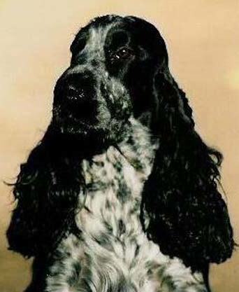 怎么养可卡犬