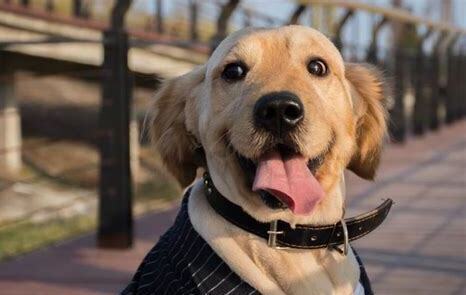 好的狗怎么养