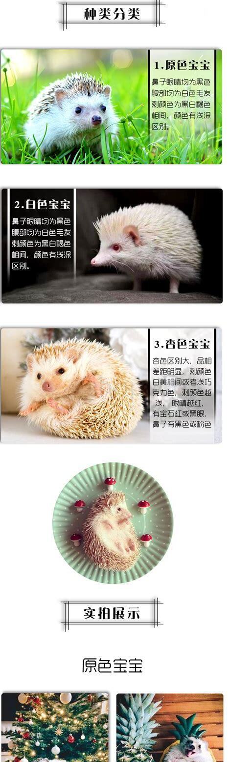 迷你刺猬 怎么养