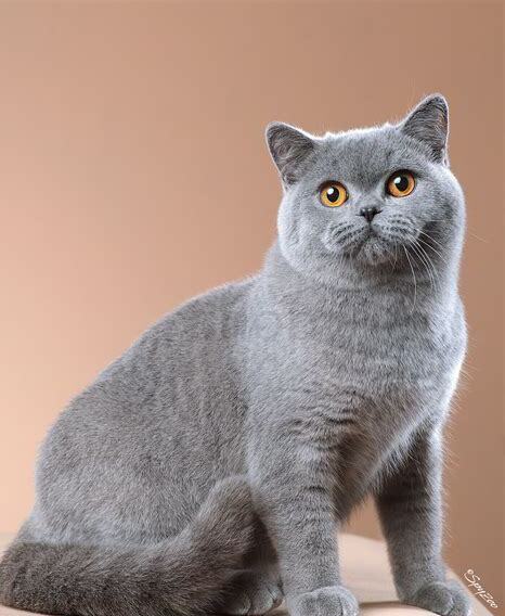 怎么养英国短毛猫