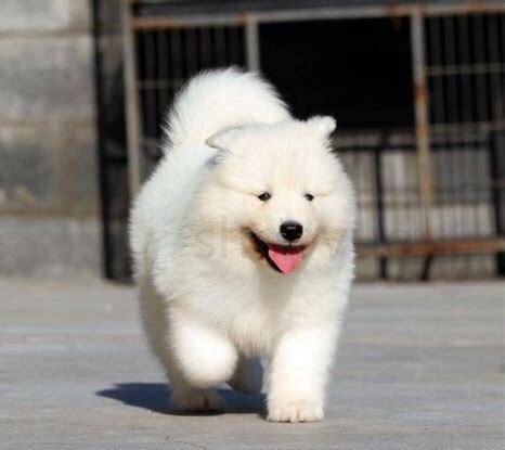 萨摩耶怎么好养
