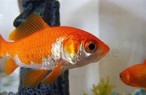 春天金鱼怎么养殖