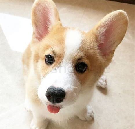 如何养小柯基幼犬,怎么养小柯基