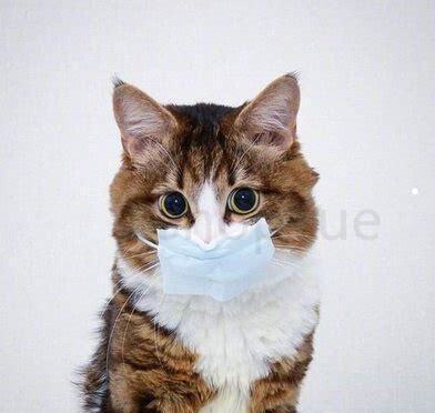 养的猫咪死了 养的猫咪死了