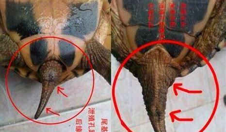 中华 花龟怎么养 中华 花龟怎么养
