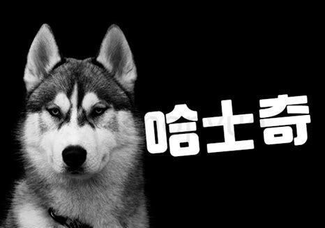 2月哈士奇怎么养