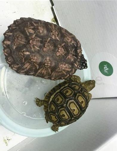 怎么养红腿陆龟