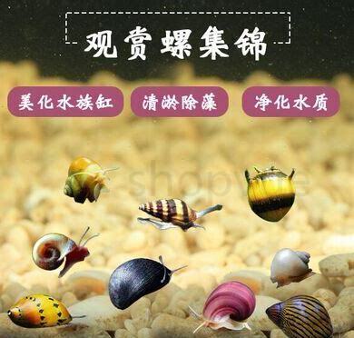 怎么养苹果螺快速生长