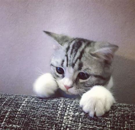 猫仔怎么养活