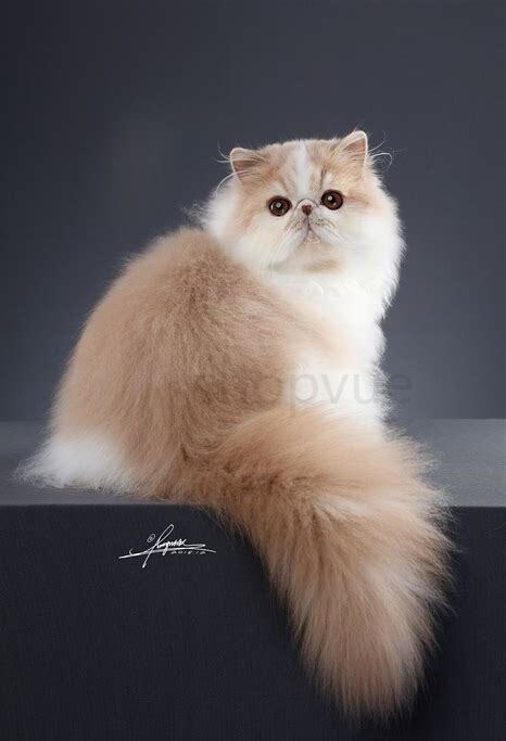 波斯猫怎么养.