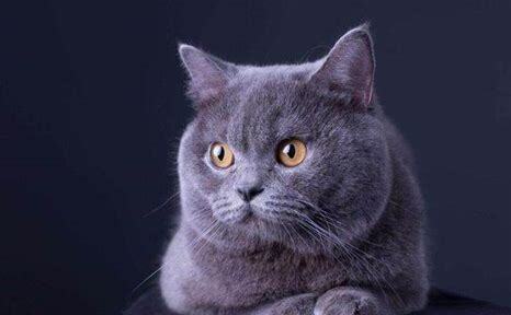 英国蓝猫怎么养