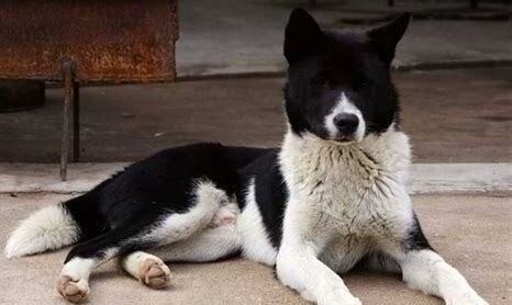 田园犬怎么养