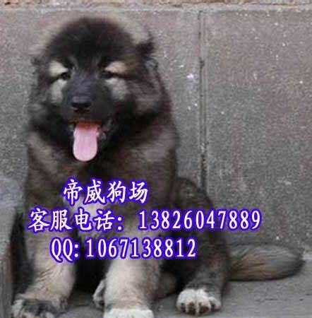 怎么养高加索犬 怎么养高加索犬