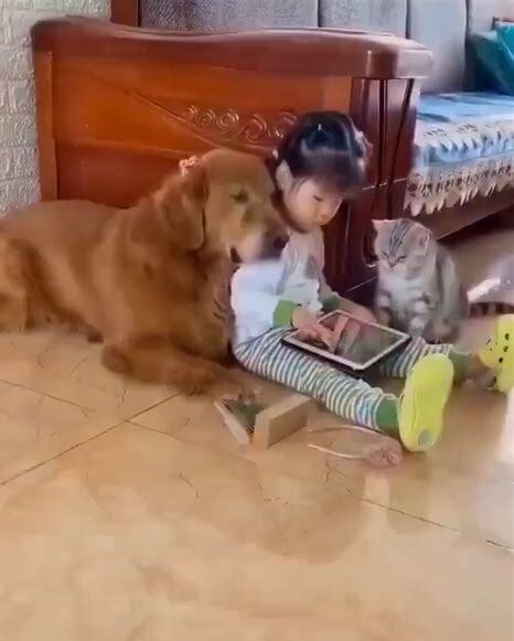 想养狗了怎么办